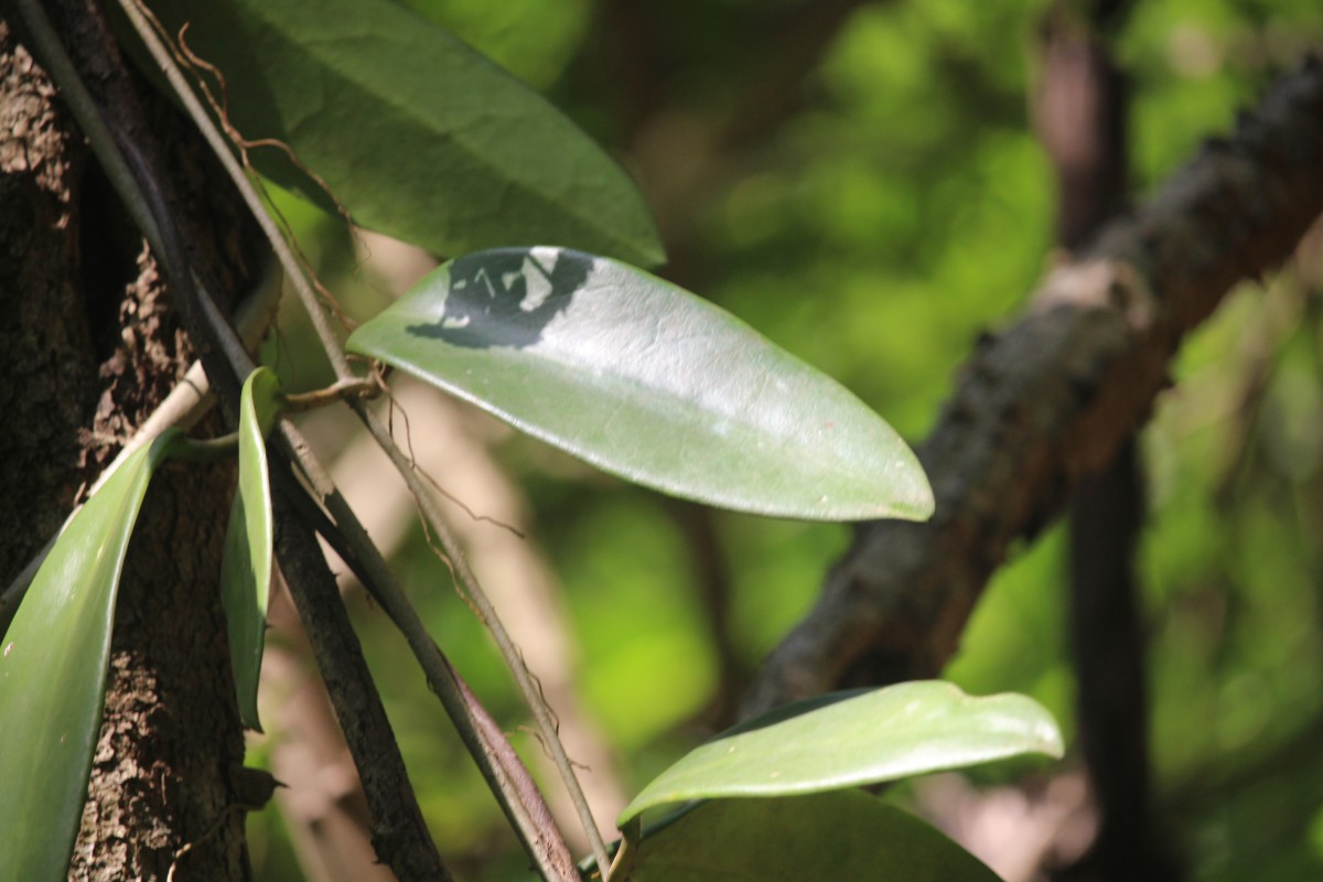 Hoya sp.